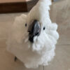 White Cockatoo for Sale in Iowa