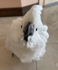 White Cockatoo for Sale in Iowa