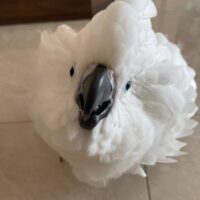 White Cockatoo for Sale in Iowa