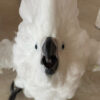 White Cockatoo for Sale in Iowa