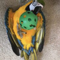 blue and gold macaw for sale in Texas