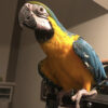 blue and gold macaw for sale in Texas
