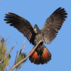 red tailed black cockatoo personality