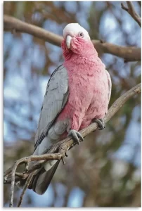 galah cockatoo 