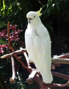Sulphur-crested Cockatoo (Cacatua galerita