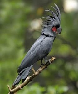 Black-Palm-Cockatoo size