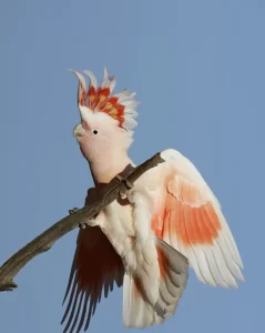 Major mitchell cockatoo
