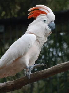 Moluccan Cockatoo size