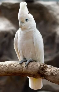 ducorp cockatoo