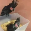 baby black palm cockatoo for sale