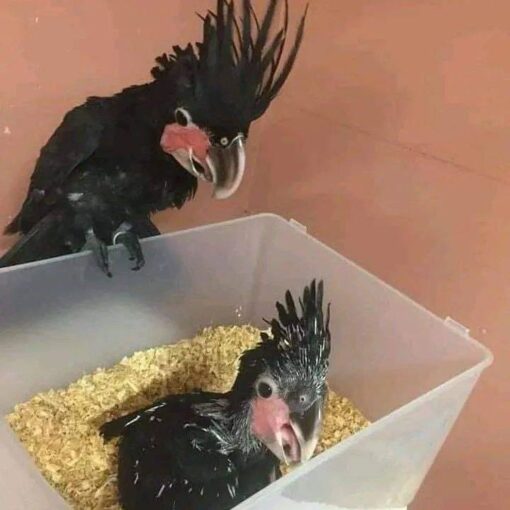 Baby Black Palm Cockatoo for Sale in Connecticut