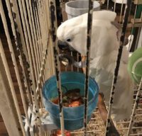 Umbrella Cockatoo for Sale in New York