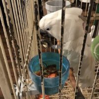 Umbrella Cockatoo for Sale in New York