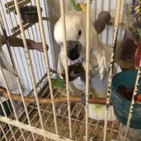 Umbrella Cockatoo for Sale in New York