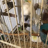 Umbrella Cockatoo for Sale in New York