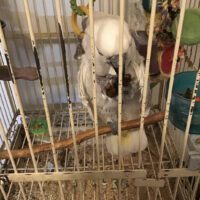 Umbrella Cockatoo for Sale in New York