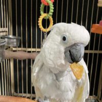 Umbrella Cockatoo for Sale in Virginia