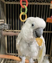 Umbrella Cockatoo for Sale in Virginia