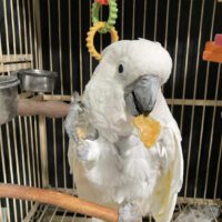 Umbrella Cockatoo for Sale in Virginia