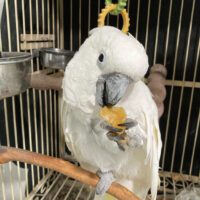 Umbrella Cockatoo for Sale in Virginia