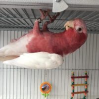 Lutino Galah for Sale in Texas