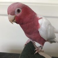 Lutino Galah for Sale in Texas