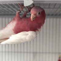 Lutino Galah for Sale in Texas