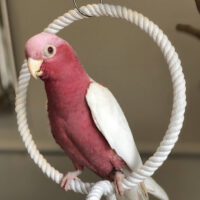 Lutino Galah for Sale in Texas