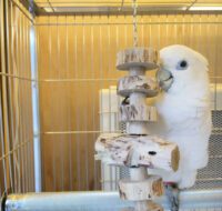 Solomons Cockatoo for Sale in Georgia