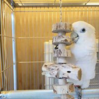 Solomons Cockatoo for Sale in Georgia