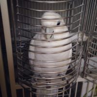 Solomons Cockatoo for Sale in Georgia