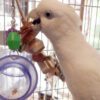 Solomons Cockatoo for Sale in Georgia