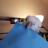 Tanimbar Corella Cockatoo for Sale in Alaska