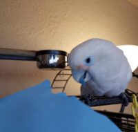 Tanimbar Corella Cockatoo for Sale in Alaska