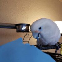 Tanimbar Corella Cockatoo for Sale in Alaska