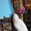 Tanimbar Corella Cockatoo for Sale in Alaska