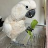 Moluccan Cockatoo for Sale in Ohio