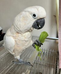 Moluccan Cockatoo for Sale in Ohio