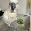 Moluccan Cockatoo for Sale in Ohio