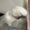 Moluccan Cockatoo for Sale in Ohio