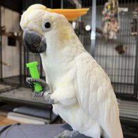 citron cockatoo for sale in New Jersey