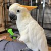 citron cockatoo for sale in New Jersey