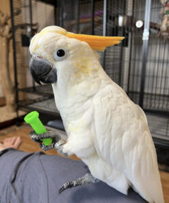 citron cockatoo for sale in New Jersey