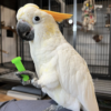 citron cockatoo for sale in New Jersey