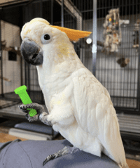 citron cockatoo for sale in New Jersey