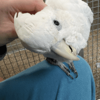 ducorp cockatoo for sale in Michigan