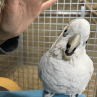 ducorp cockatoo for sale in Michigan