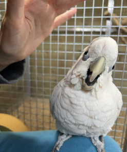 ducorp cockatoo for sale in Michigan