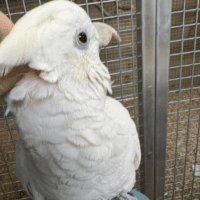 ducorp cockatoo for sale in Michigan