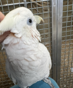 ducorp cockatoo for sale in Michigan